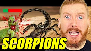 TierZoo Are Scorpions OP Reaction