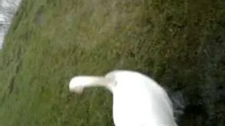 swan having a poo