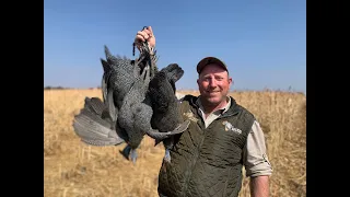 Driven Guinea Fowl Shooting