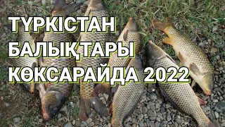 АРЫС-ТҮРКІСТАН каналында АУЛАНҒАН БАЛЫҚТАР🎣🎣🎣 02/06/2022ж.