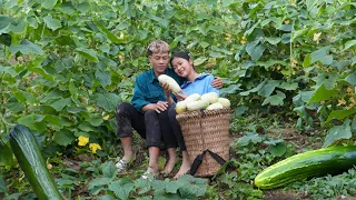 Harvesting eggplants in the garden, cucumbers, building love and rural life together