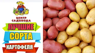 ЛУЧШИЕ СОРТА КАРТОФЕЛЯ 2024 ГОДА! СЕМЕННОЙ КАРТОФЕЛЬ КОТОРЫЙ СТОИТ КУПИТЬ