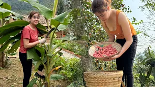 180 days: Harvest banana leaves, vegetables, and sour fruits to sell at the market-garden-farm life