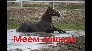 Тюнинг коня. Как помыть лошадь без водопровода.