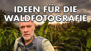 Minimalistische WALDFOTOGRAFIE | Offenblende und Gegenlicht kreativ nutzen