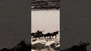 Crocodile Attacks | Mara River Crossing | The Great Migration | Serengeti Tanzania #shorts #travel