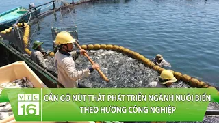 Cần gỡ nút thắt phát triển ngành nuôi biển theo hướng công nghiệp | VTC16