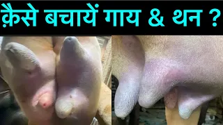 Mastitis l Clostridium l Infectious mastitis l Fibrosis mastitis l dr Umar khan