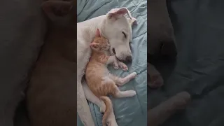 Kitten rescued and adopted by a dog