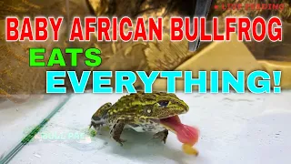 Baby African Bullfrog Eats Everything In Sight! WARNING LIVE FEEDING!!