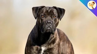 Cane Corso ▶︎ Charakter, Haltung & Pflege ✅