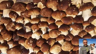 Unpublished video - drunk with porcini mushrooms - september 2020 - park of the hundred lakes