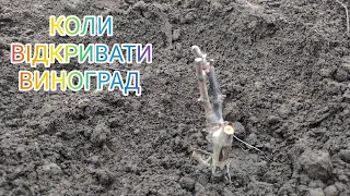 КОЛИ ВСЕ Ж ТАКИ ВІДКРИВАТИ ВИНОГРАД?! 🍇🍇