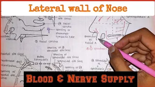 Lateral wall of Nose|Arterial & nerve supply with venous & lymphatic drainage