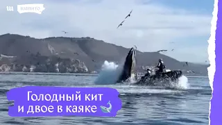 Голодный кит и двое в каяке