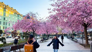 Sweden, Stockholm 4K - Cherry Blossom 2023