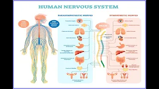 The Role of the Nervous System in Chronic Health Conditions