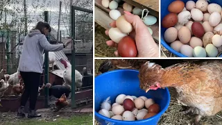 A bucket of eggs is real. I show you what I always do.