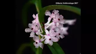 ASCOCENTRUM CHRISTENSONIANUM  - описание и основы ухода