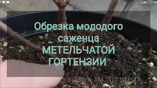 Как начать формировать куст МЕТЕЛЬЧАТОЙ ГОРТЕНЗИИ 🌿🌿🌿