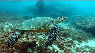 Diving in Kenya ( Tauchen in Kenia) Diani Beach, Wasini Island Kisite Turtle Place water Snake wreck