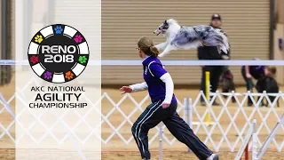 AKC 2018 National Agility Championship