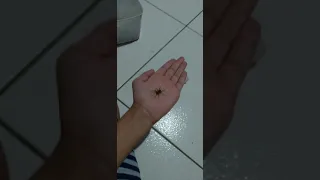 Pegando a Aranha Lobo Na Mão!!!