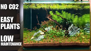 NO CO2 & LOW MAINTENANCE 10 GALLON AQUASCAPE FOR MY BARBER!