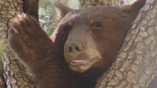 Bear swims long distance, climbs multiple trees in Castaic neighborhood