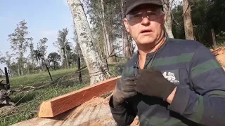 serrando réguas de eucalipto