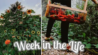 A Week in the Life on Our Plant Based Farm & Homestead