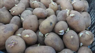 Как по уму сажать картошку