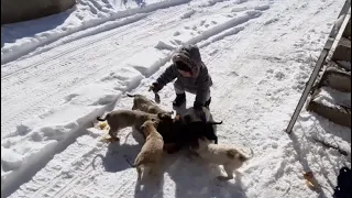 Дети и щенки лучшие друзья 🤍 Kids and puppies are best friends #Собака#Dog#개#狗