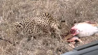 Cheetah eating