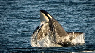 Southern Resident Orcas, Bigg's Killer Whales, and many other wonderful creatures of the Salish Sea.