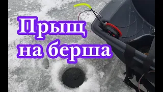 Прыщ на берша.