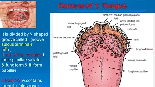 86  Tongue dorsal surface