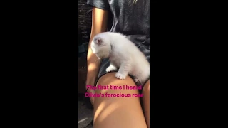 Taylor Swift - International Cat Day 2018 (Instagram Story)