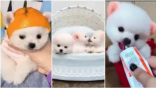 Tik Tok Cho Phoc Soc Mini🥰 Funny and Cute Pomeranian #2 Vibeos Compilation