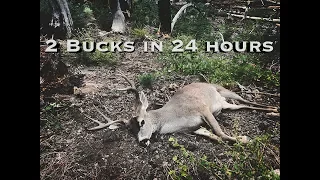 TWO HUGE BUCKS IN 24 HOURS ON CALIFORNIA PUBLIC LAND!!! || CACCIA OUTDOORS