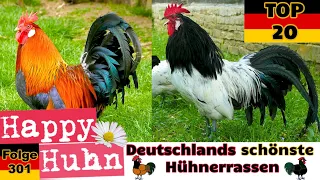 TOP 20 Die schönsten Hühnerrassen aus Deutschland! Von Bielefelder bis Vorwerkhuhn - HAPPY HUHN E31