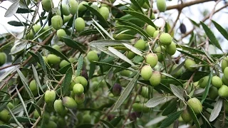 Growing the Table Olive (Olea europaea)