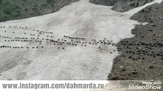 Гиссарские овцы и саги дахмарда пересекают ледники на пути к пастбищам