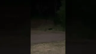 Something followed him home ( Possible Bigfoot sighting )