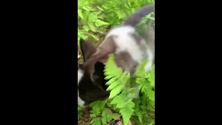 Yakutian laika father and husky mother.