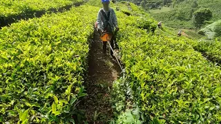 Weeding tea garden with brush cutters