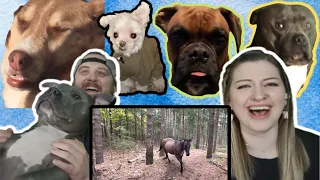 "What makes your dogs different than the other dogs" @trendfollowerstiktok5925 | HatGuy & Nikki react