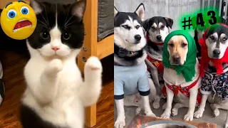Funny animal videos cats and Dogs 🤣Try not to laugh Challenge! №43