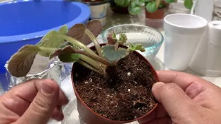 TOP 4 BEST Ways of Propagating African Violets and My Favorite of Them