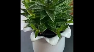 6 Top rare indoor plant